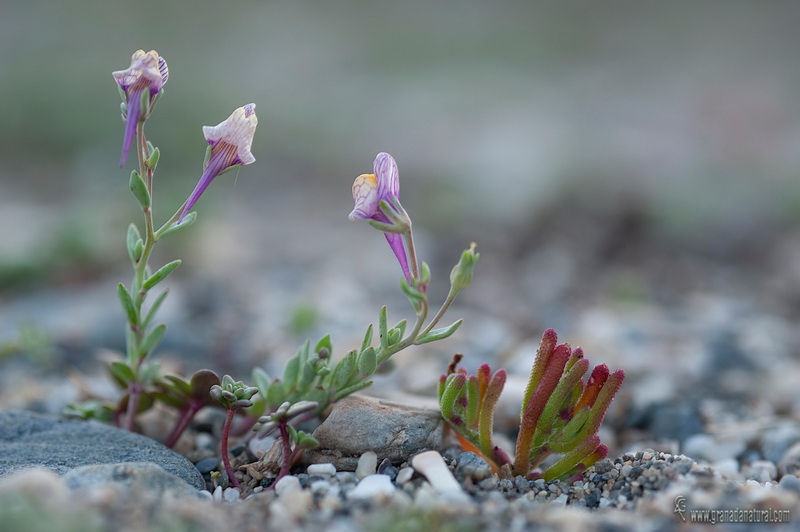 Linaria pedunculata.01