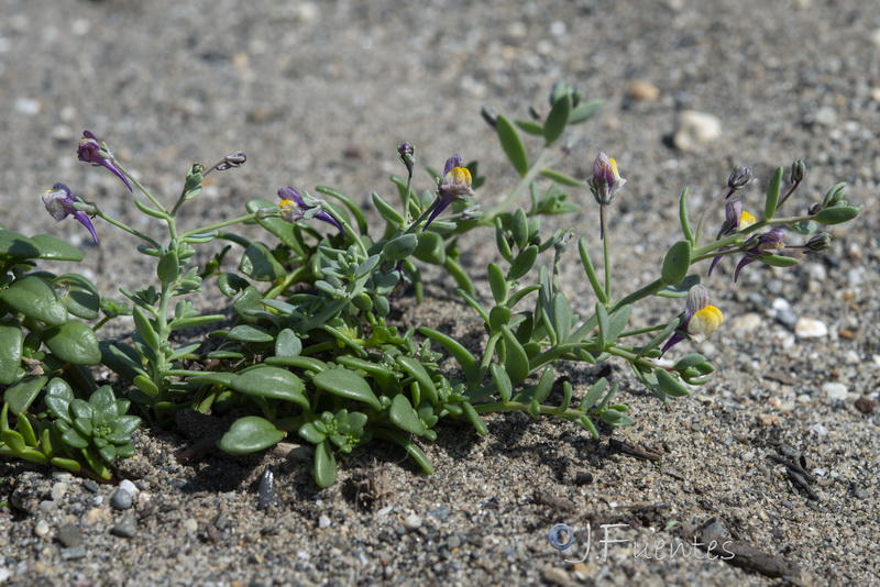 Linaria pedunculata.29