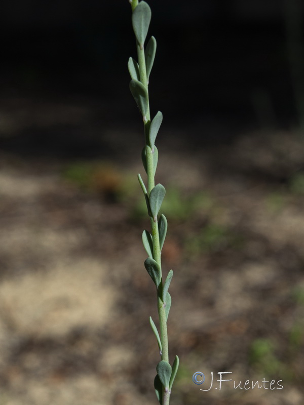 Linaria polygalifolia lamarckii.06