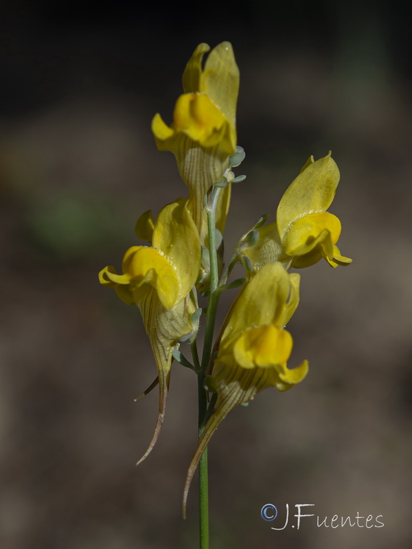 Linaria polygalifolia lamarckii.09