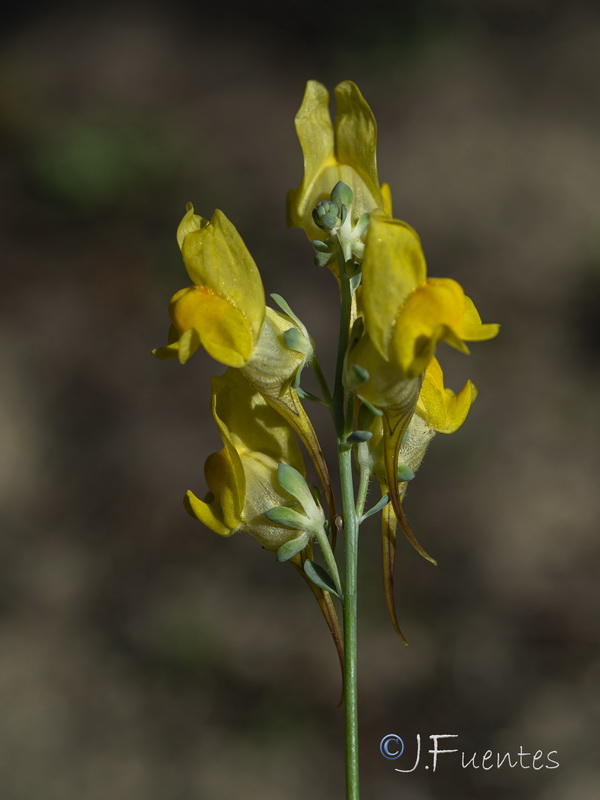 Linaria polygalifolia lamarckii.10