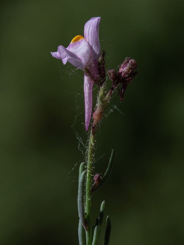 Linaria saturejoides saturejoides.06