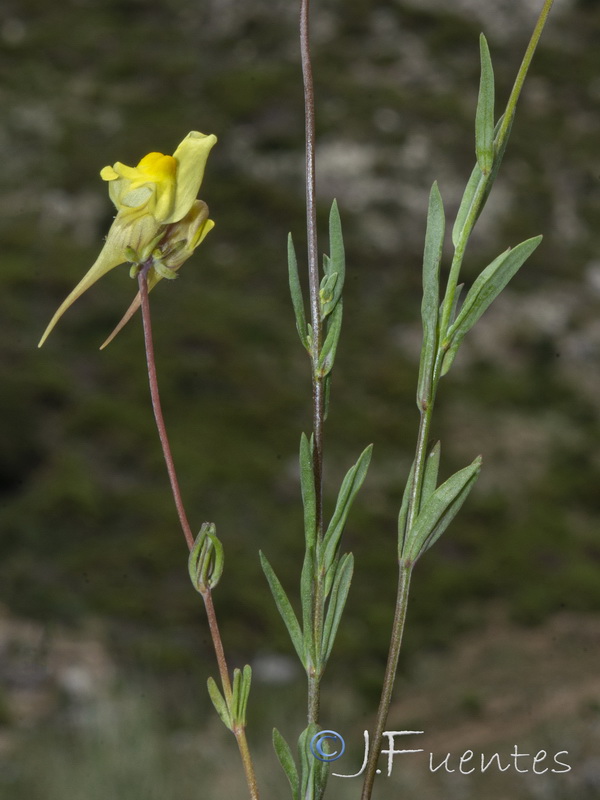 Linaria subbaetica.03