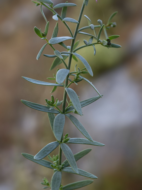 Linaria verticillata cuartanensis.16