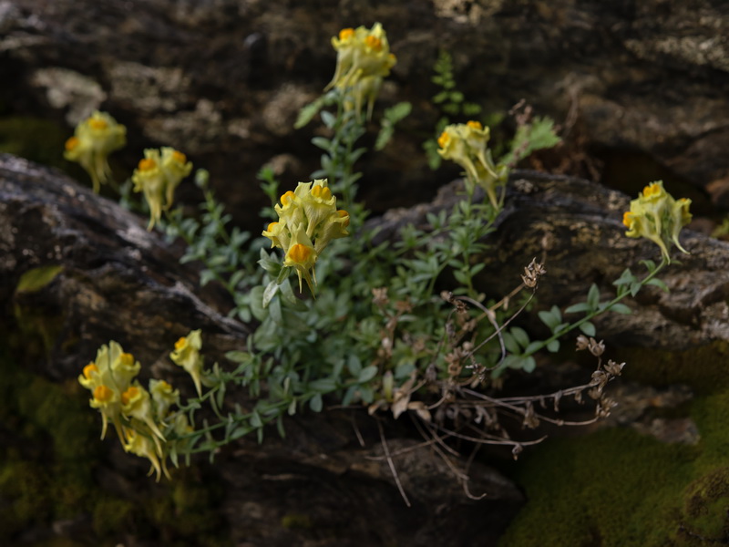 Linaria verticillata verticillata.28