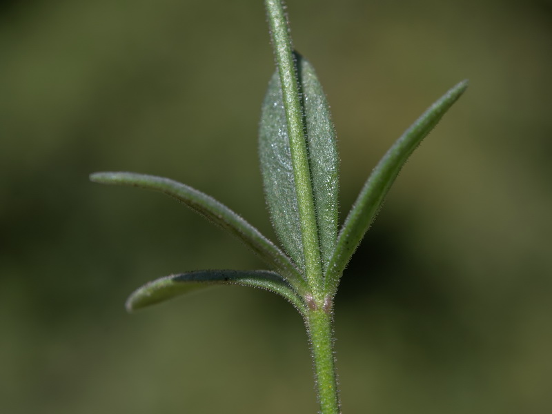 Linaria verticillata verticillata.41