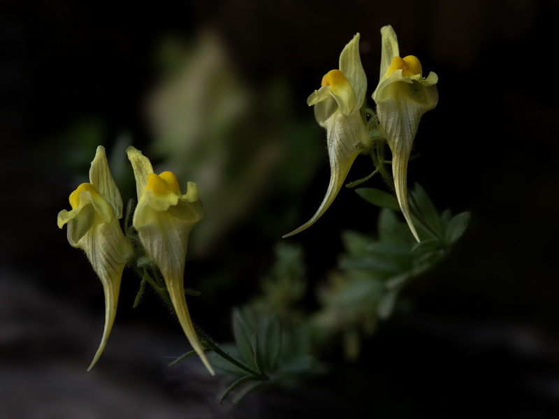 Linaria verticillata verticillata.45