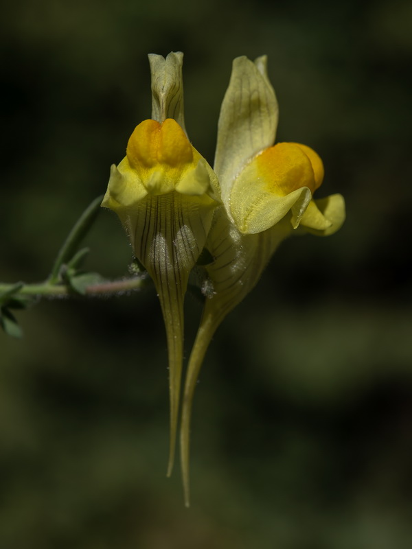 Linaria verticillata verticillata.47