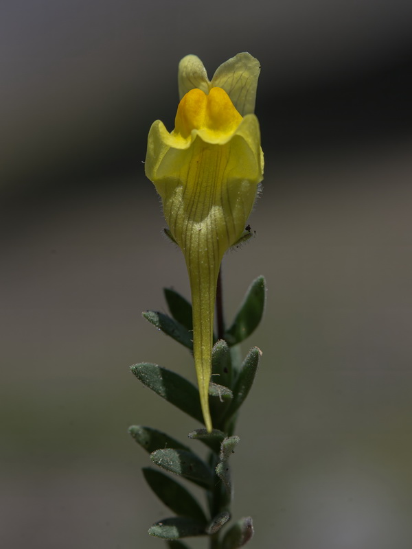 Linaria verticillata verticillata.48