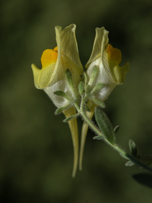 Linaria verticillata verticillata.49