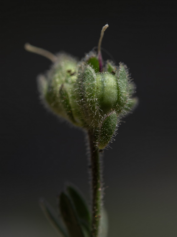 Linaria verticillata verticillata.50