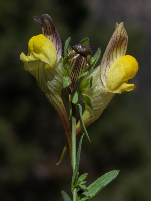 Linaria verticillata verticillata.52