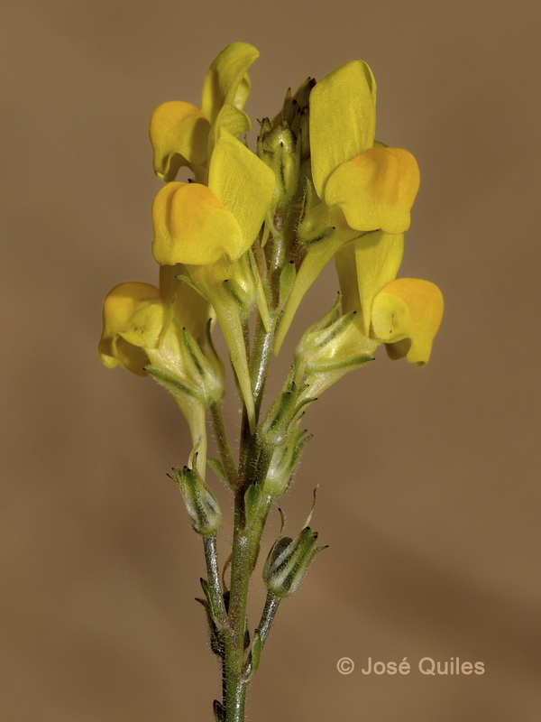 Linaria viscosa.12