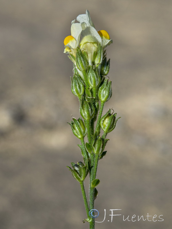 Linaria viscosa.23