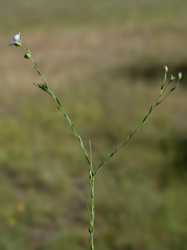 Linum biene.07