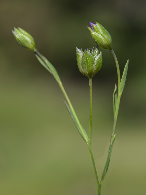 Linum biene.09