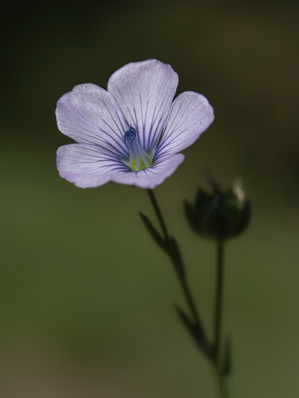 Linum biene.05