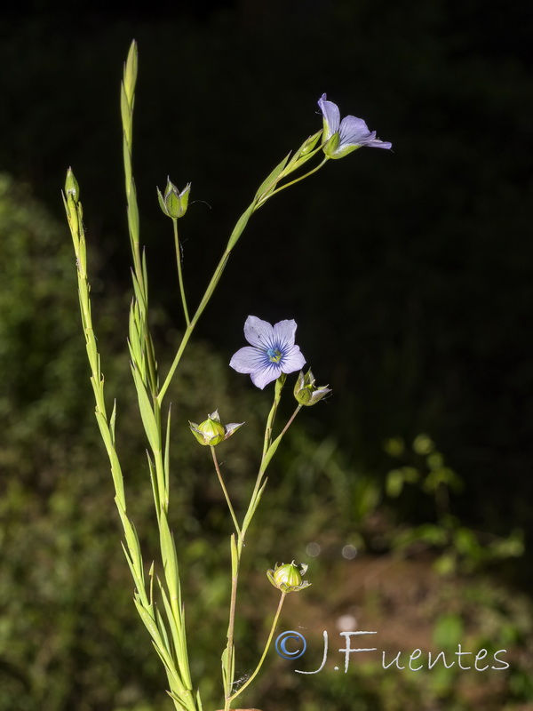 Linum biene