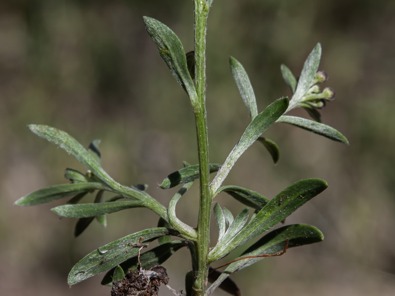 Lobularia maritima maritima.38