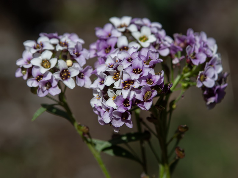 Lobularia maritima maritima.39