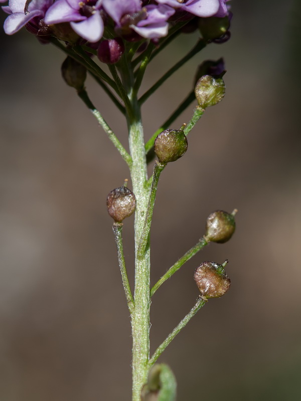 Lobularia maritima maritima.40