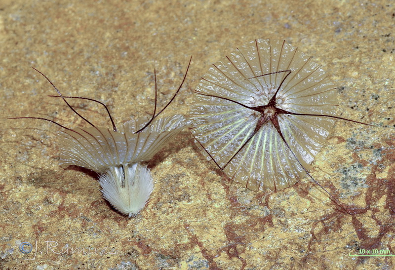 Lomelosia stellata.25