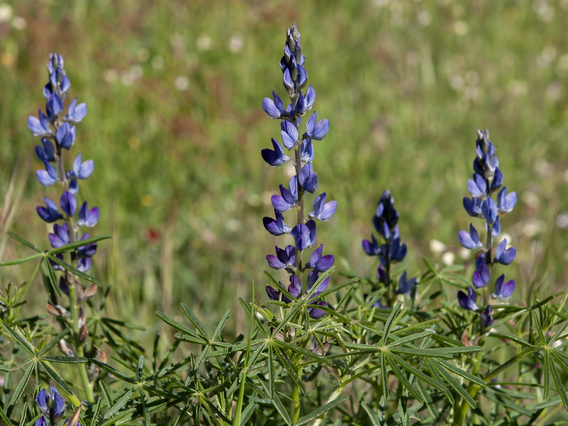 Lupinus angustifolius.19