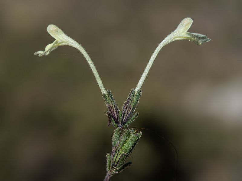 Macrosyringion longiflorum.07