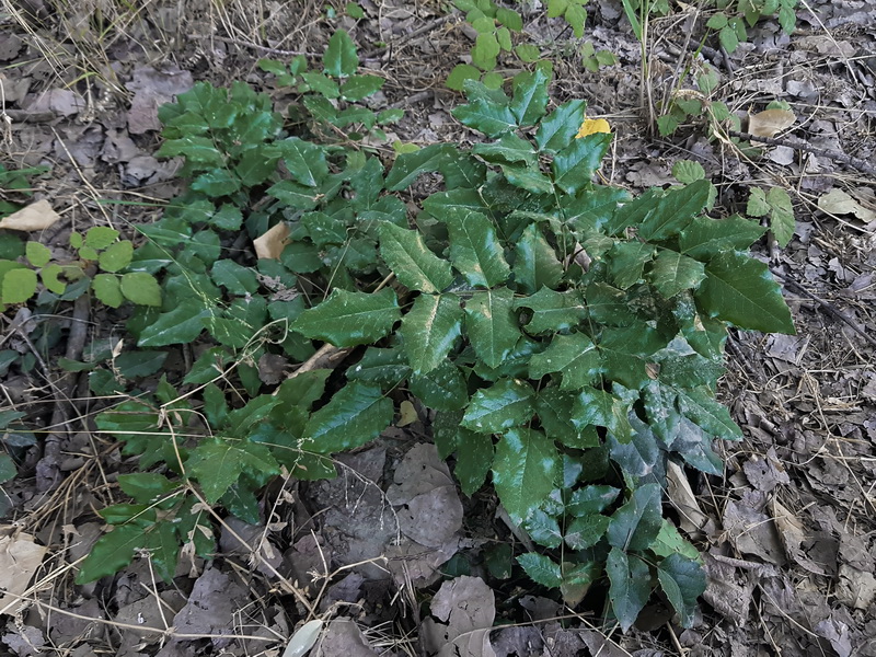 Mahonia aquifolium.06