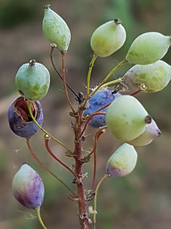 Mahonia aquifolium.07a