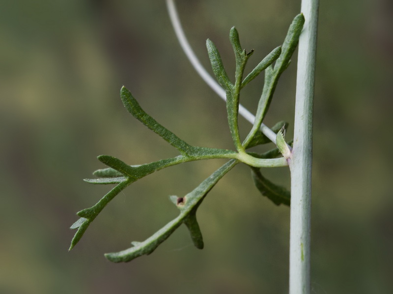 Malva tournefortiana.31