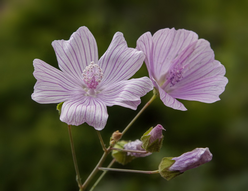 Malva tournefortiana.32