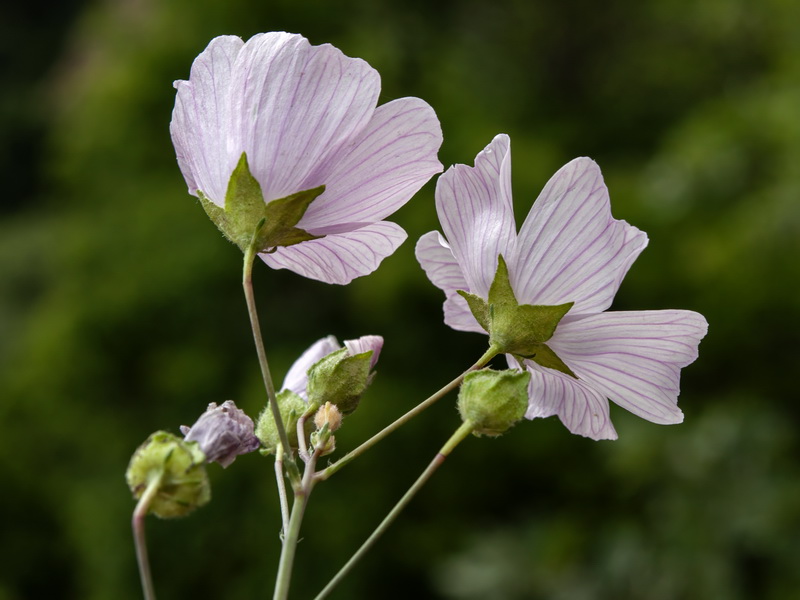 Malva tournefortiana.22