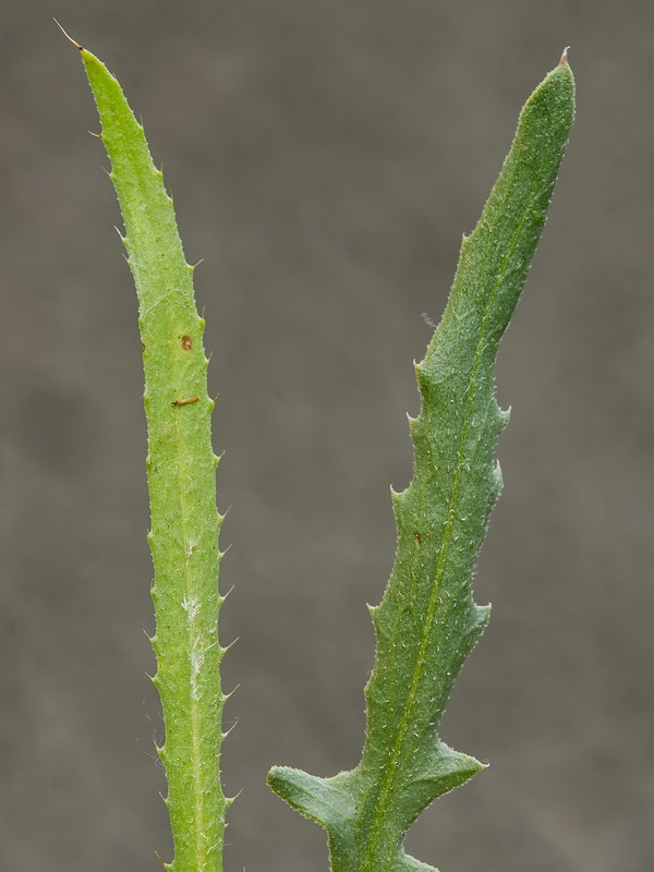 Mantisalca spinulosa.11