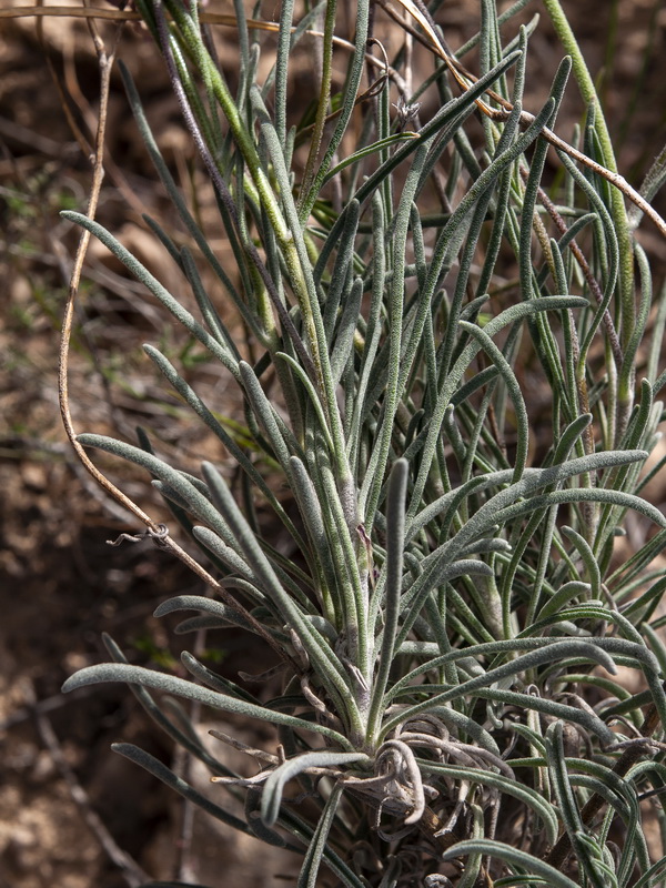 Matthiola fruticulosa fruticulosa.02