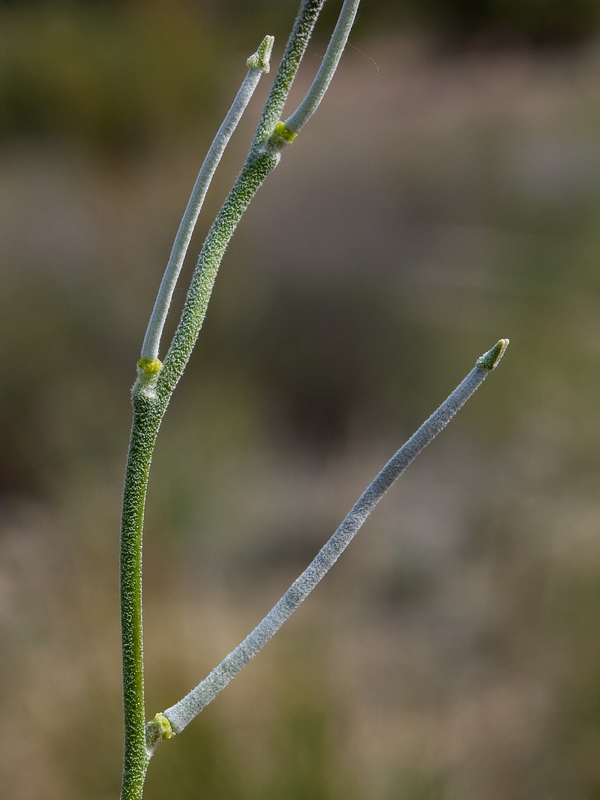 Matthiola fruticulosa fruticulosa.04