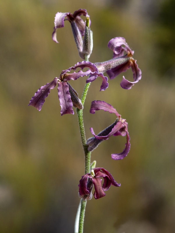 Matthiola fruticulosa fruticulosa.06