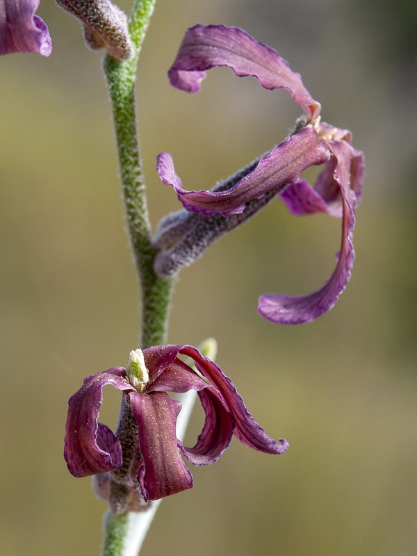 Matthiola fruticulosa fruticulosa.11