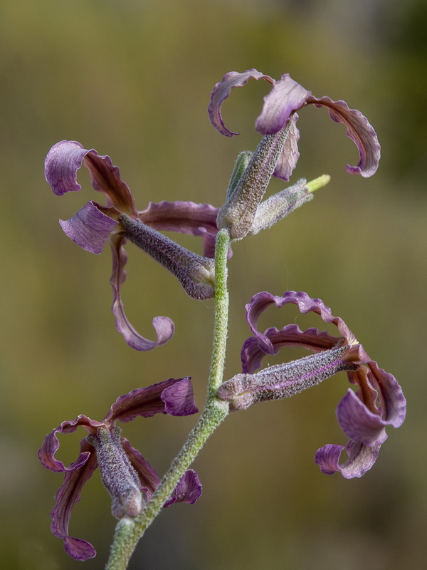 Matthiola fruticulosa fruticulosa.13