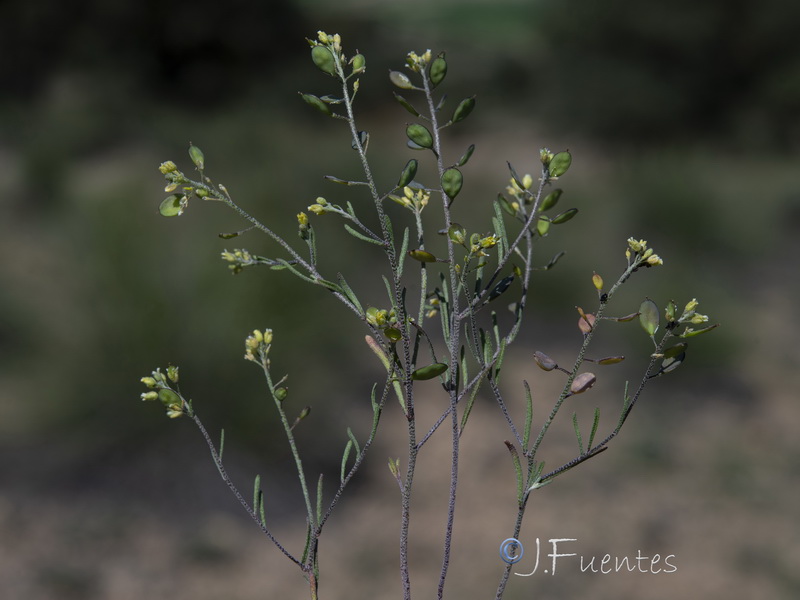 Meniocus linifolius.01