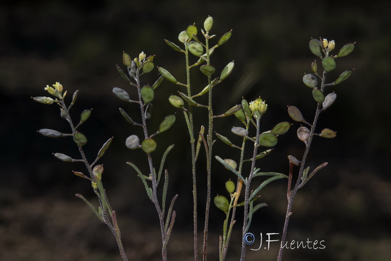 Meniocus linifolius.03