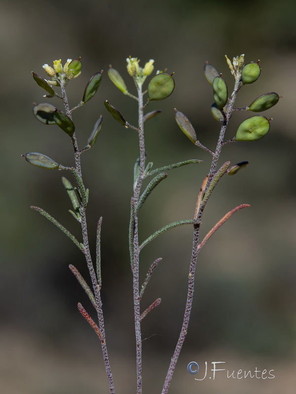 Meniocus linifolius.04