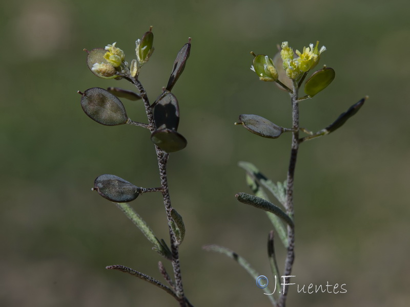 Meniocus linifolius.05