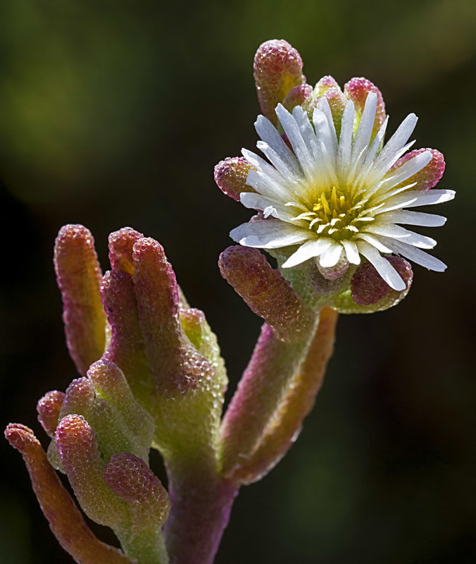 Mesembryanthemum nodiflorum.20