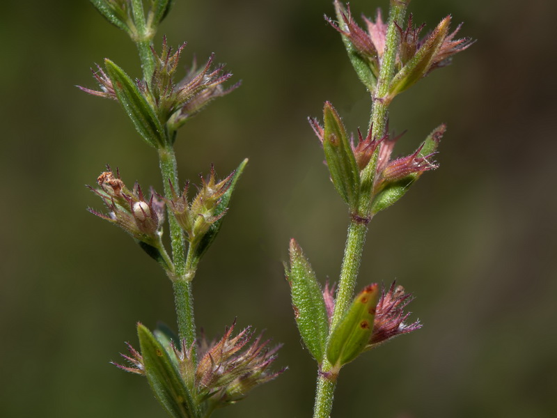 Micromeria graeca.19