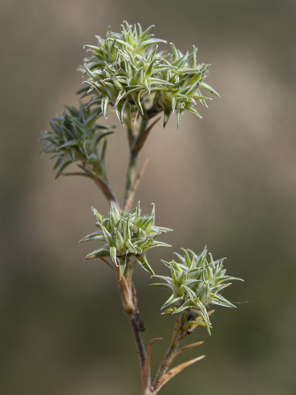 Minuartia hamata.15