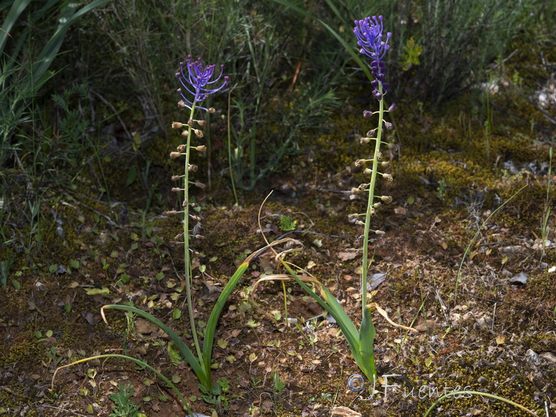 Muscari comosum.21