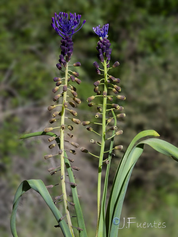 Muscari comosum.22