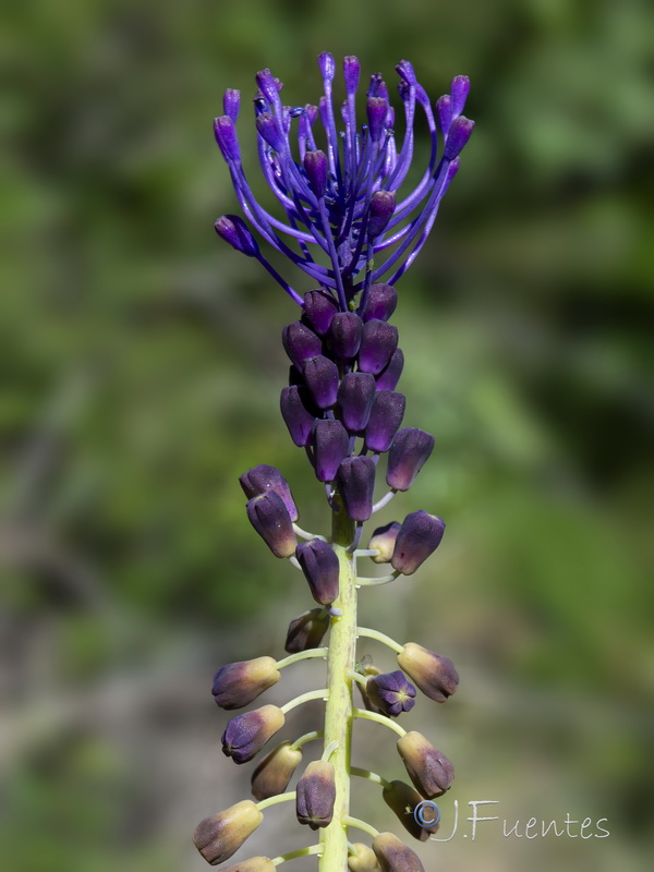 Muscari comosum.23