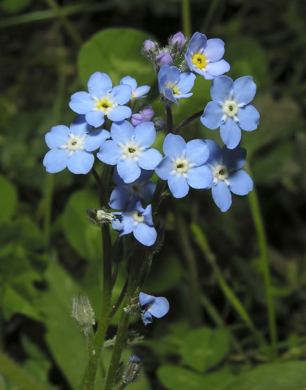 Myosotis decumbens teresiana.01